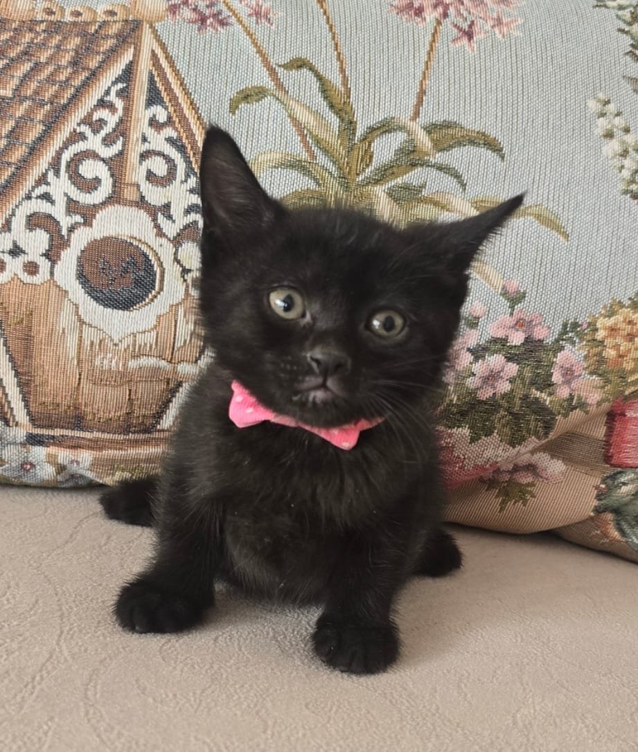 patican - Sahiplenme İlanı